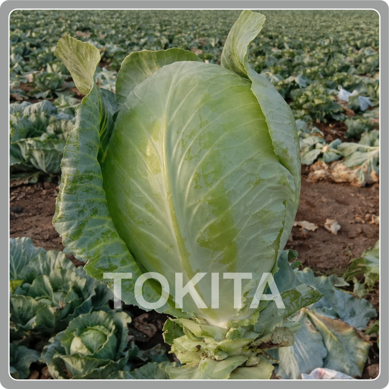 タラコbotページ Cabbage | TIPL