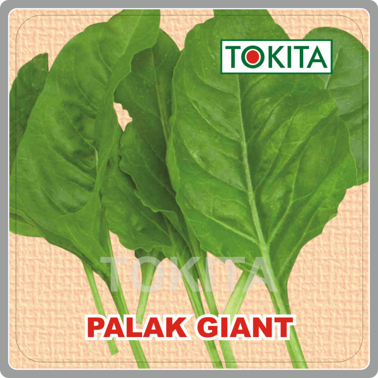 Giant