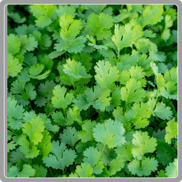 Coriander