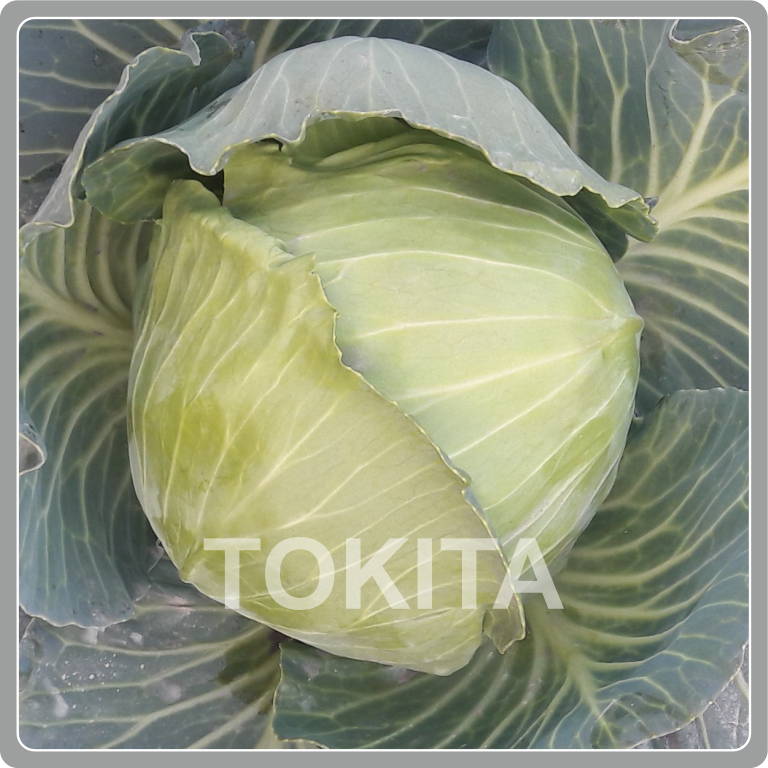 Cabbage | TIPL