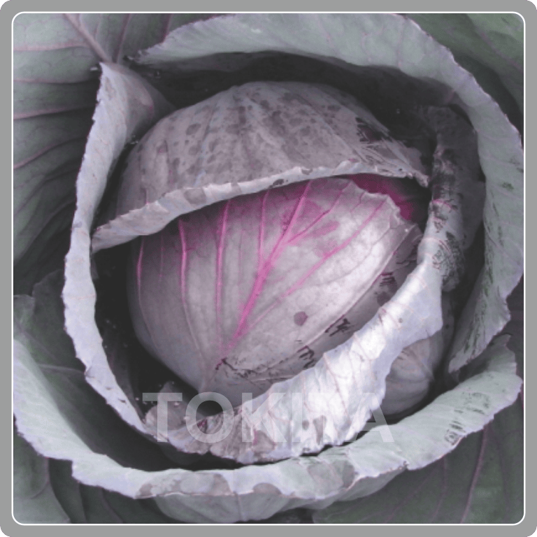 Cabbage Red Scarlet Pearl 