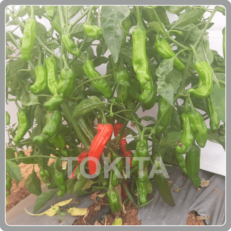 Pepper Shishito 38