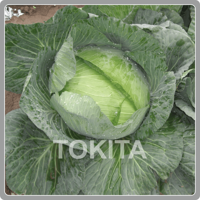 Oriental Super Cross